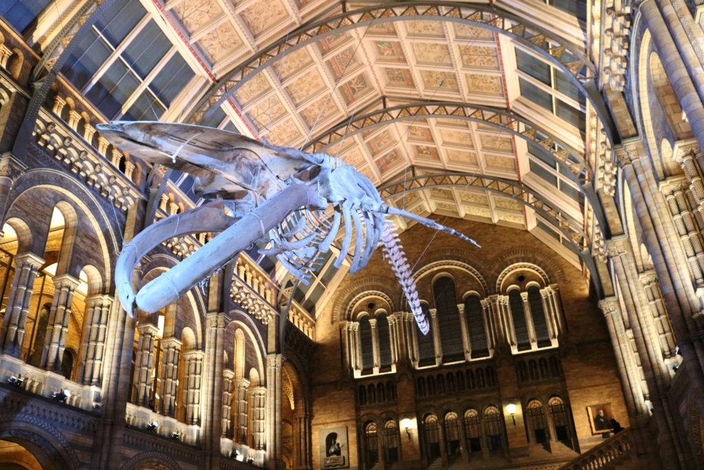 Whale London Natural History Museum