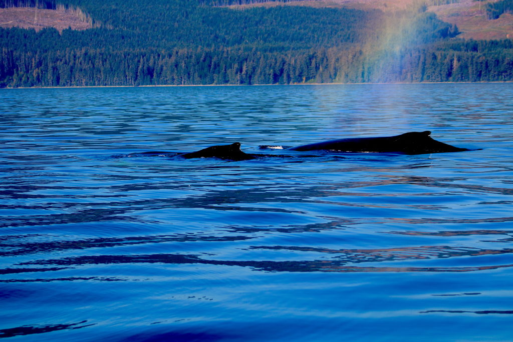 Tofino BC whale watching family travel Riserva's Top Eight Travel Destinations