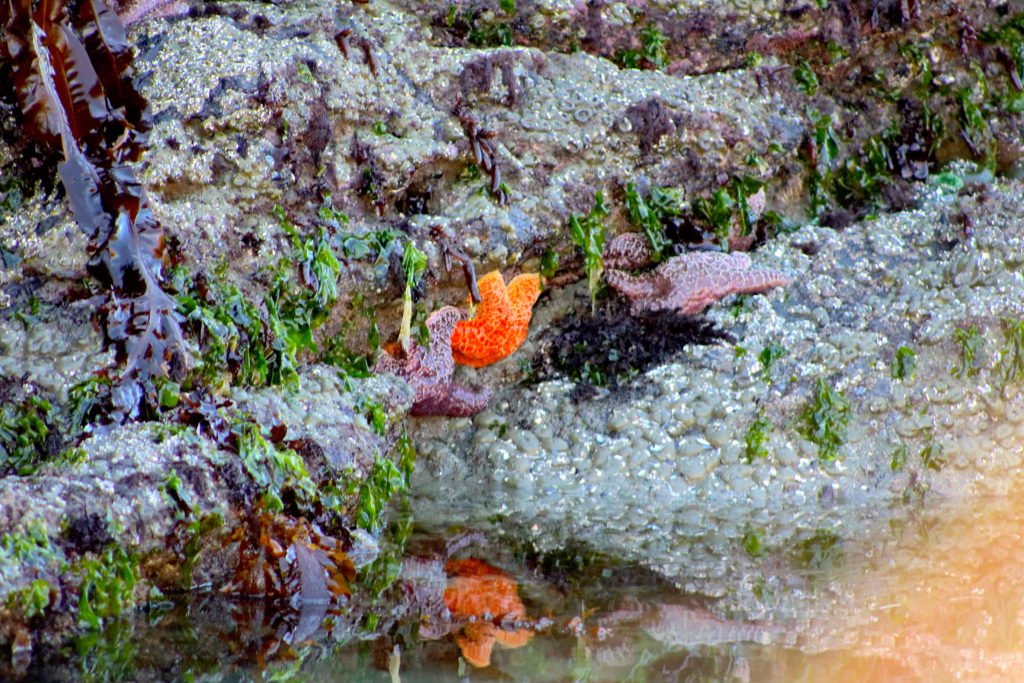 Tofino BC starfish family travel Riserva's Top Eight Travel Destinations